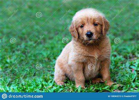 Brown Golden Retriever Puppy Sitting Outdoors Stock Image Image Of