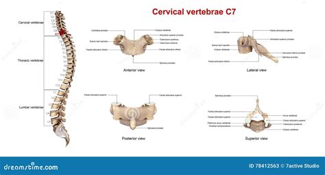Vértebras Cervicales C7 Stock De Ilustración Ilustración De Cuerda