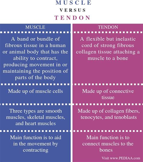 What Is The Difference Between Muscle And Tendon Pediaacom