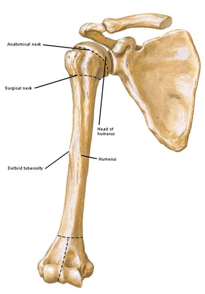 Diagram Of Humerus Bone