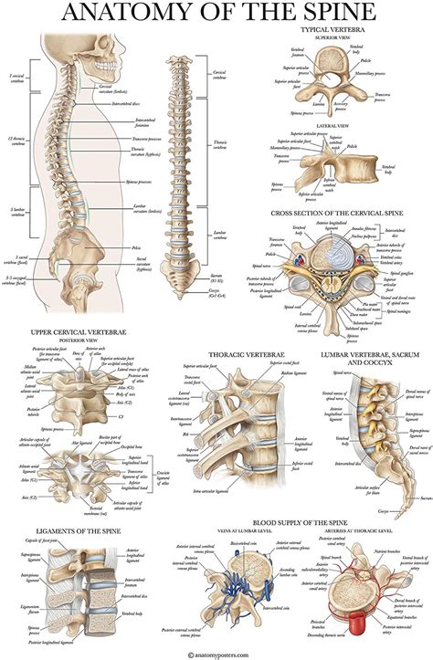 Set Of 2 Anatomical Charts Disorders Of The Spine Poster Set 18 X 27 2