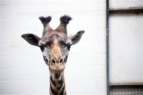 New Giraffe Arrives At The Virginia Zoo Virginia Zoo In Norfolk