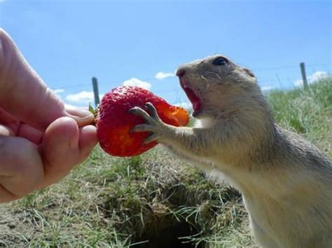 22 Animals Eating Berries Look Like Horror Movie Monsters Animals