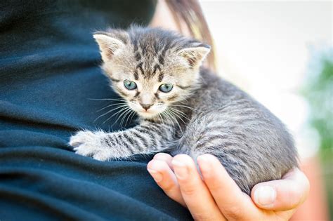 Pet Video Monitor National Animal Safety And Protection Month