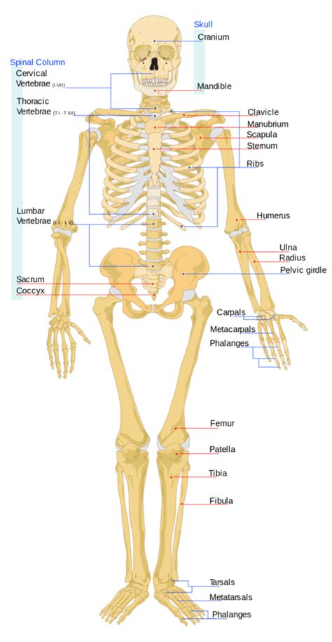The Skeletal System Biology For Majors Ii