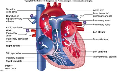 Human Heart Gross Structure And Anatomy Online Biology Notes