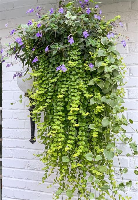 Diy Hanging Basket Plant For Shade Wow Worthy Combination Plants