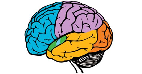Cuales Son Las Partes Del Cerebro Y Sus Funciones Dinami