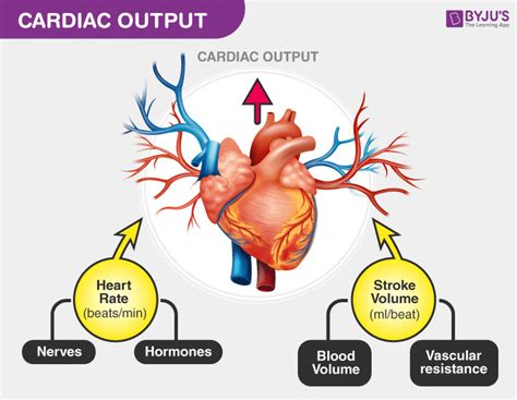 Cardiac Output Definition Factors Affecting Cardiac Index