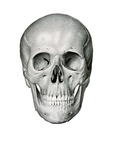 Frontal View Of Human Skull Drawing By German School