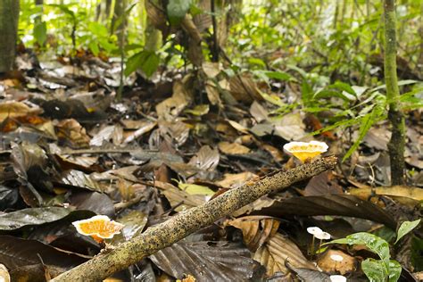 Facts About The Forest Floor Layer Of The Rainforest Bios Pics