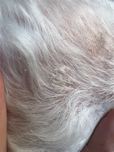 Crusty Scabs On Dogs Belly And Arm Pits Now Appearing On Neck And