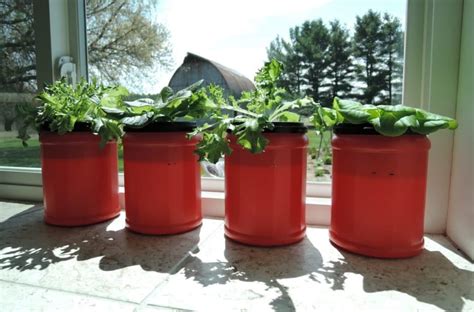 Kratky Method Learn How To Set Up Your Own Hydroponics System