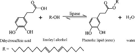 Reaction Scheme Of Lipase Catalyzed Esterification Of Dihydrocaffeic