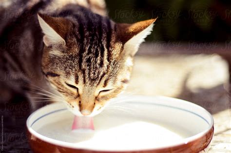 Cat Drinking Milk By Canan Czemmel Stocksy United