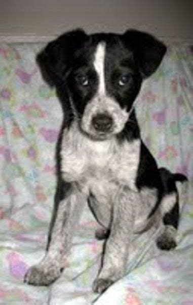 Sometimes, we also have rescues. Adopt Vanessa Puppy on | Animal rescue, Puppies, Adoption