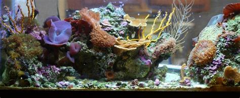These fabulous freshwater aquarium shrimps are wonderful as both decorations. Aquarium Decorations | RateMyFishTank.com