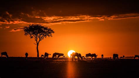 Sunrise In The Maasai Mara Illustration World History Encyclopedia