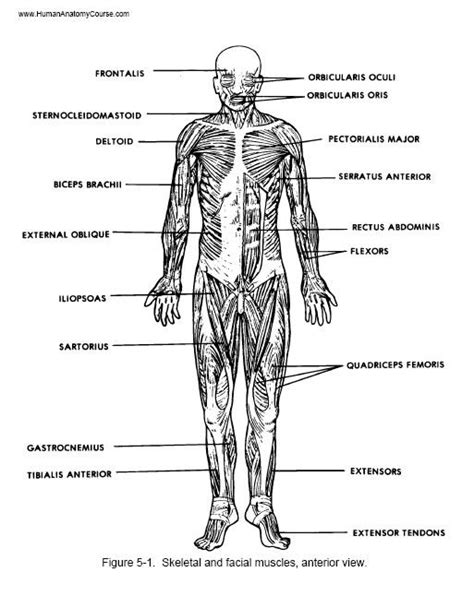 Anatomy And Physiology 1 Worksheets Life Educations