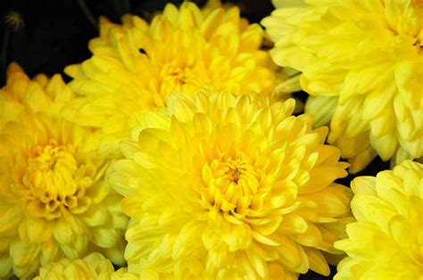 Top 30 Beautiful Yellow Flowers Names List With Pictures