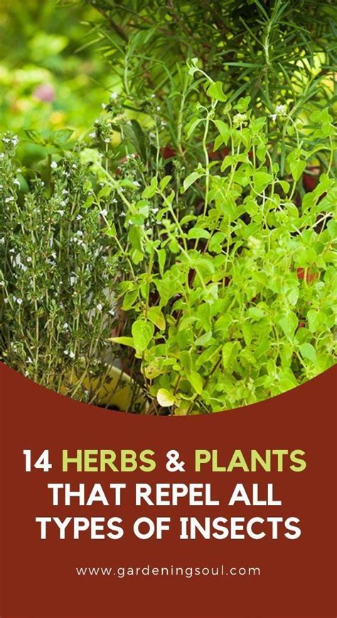 To keep things all natural, try these herbs and plants that repel ...