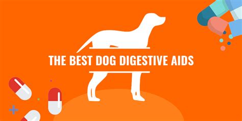 Digestive aids for dogs help improve your pet's gut microbiota and overall intestinal health. Top 5 Best Digestive Aids for Dogs — Guide, FAQ & Reviews
