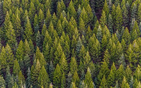 Evergreen Tree Wallpapers