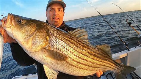 Striper Fishing Exposed Catching Bait To Catching Stripers Where To