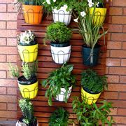 Le 10 piante grasse da esterno resistenti al freddo per un balcone sempre verde. Piante resistenti al sole - Piante da terrazzo - Piante ...