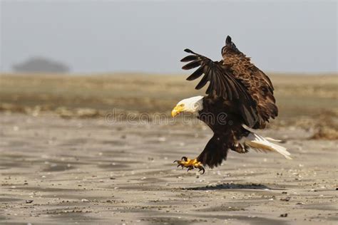 A Bald Eagle Landing On A Sandy Beach With Its Wings Spread And Talons