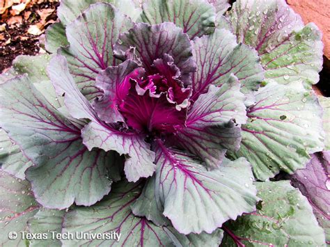 Ornamental Cabbage & Kale | Plant Resources Home | TTU