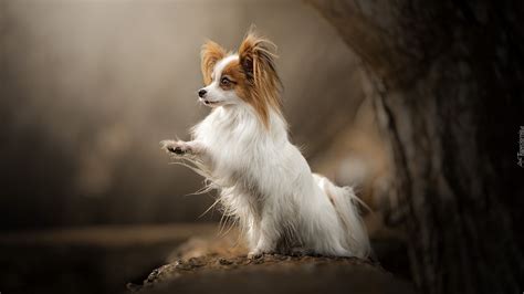 Pies Spaniel Kontynentalny Miniaturowy Papillon Drzewo Rozmyte Tło