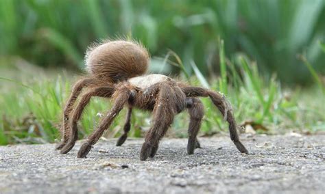 5 Of The Biggest Spiders In Missouri Wiki Point