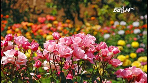 Khám Phá Những Vườn Hoa Hồng đẹp Nhất Thế Giới Chuyến đi Tuyệt Vời Của Bạn