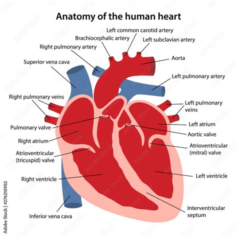 Anatomy Of The Human Heart Cross Sectional Diagram Of The Heart With