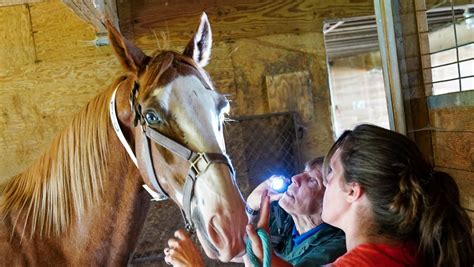 Assessment Of Vision And Common Eye Problems In Horses Cornell