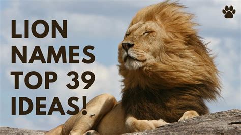 Lion Names 39 Top And Best And Names Ideas