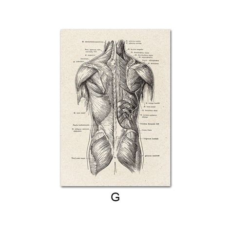 Human Anatomy Artwork Medical Wall Picture Muscle Skeleton Etsy In