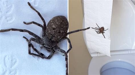 Australian Spider Toilet