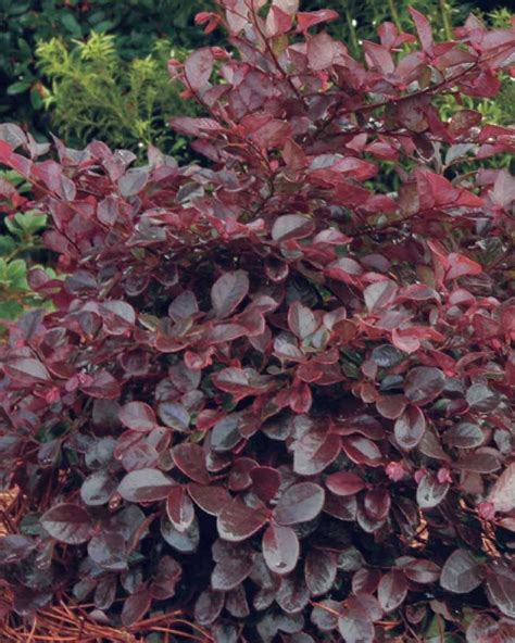 Reaching as high as 10 feet, they can keep your home fresh, and provide the overall volume of shrubs is going to be much bigger than a small plant or a flower. Purple Diamond® Semi-dwarf Loropetalum | Southern living ...