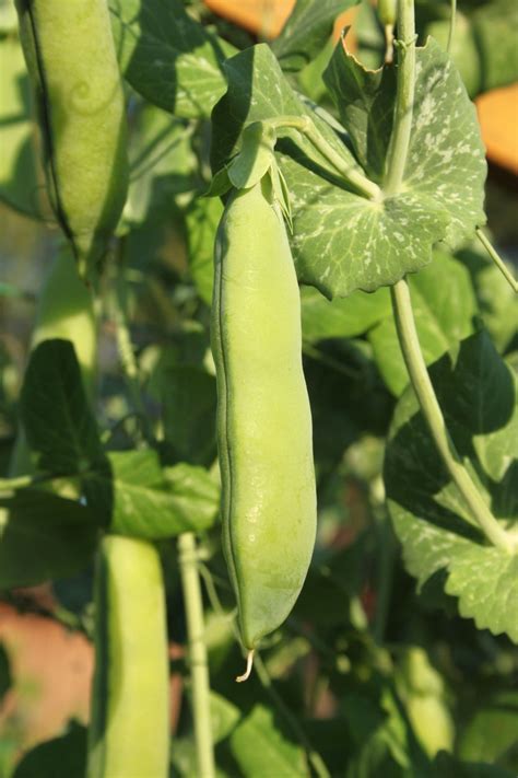 Pea ‘early Perfection Care Growing Early Perfection Peas In The Garden