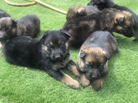 German Shepherd Puppies For Sale Texas 249 Tx 333028