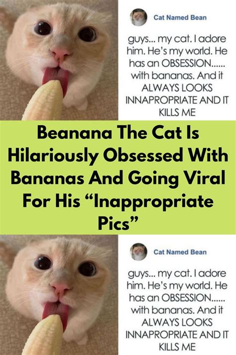 Beanana The Cat Is Hilariously Obsessed With Bananas And Going Viral For His Inappropriate Pics