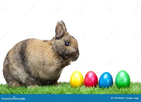 Easter Bunny In Meadow With Colorful Easter Eggs Stock Photo Image Of