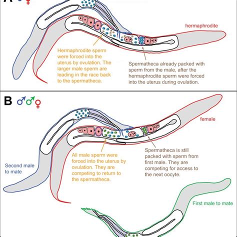 Hermaphrodites Have Evolved In Three Independent Lineages In