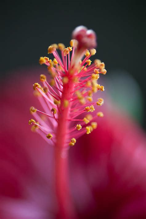 Hibiscus Stamen Photograph By Carole Hinding Fine Art America