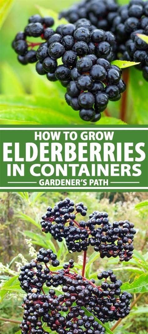 How To Grow Elderberry In Containers Gardeners Path Container
