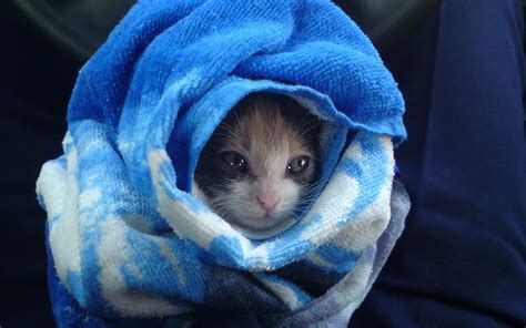 After Bath Cute Bath Funny Cat Kitten Pink Animal Blue Hd