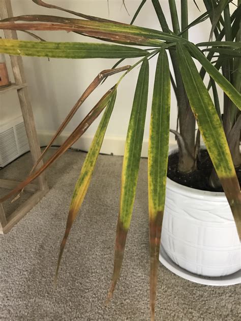Majesty Palm Bottom Leaves Turning Brown Rplantclinic