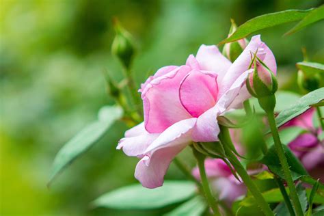 Pink Garden Rose With Buds Wallpapers And Images Wallpapers Pictures
